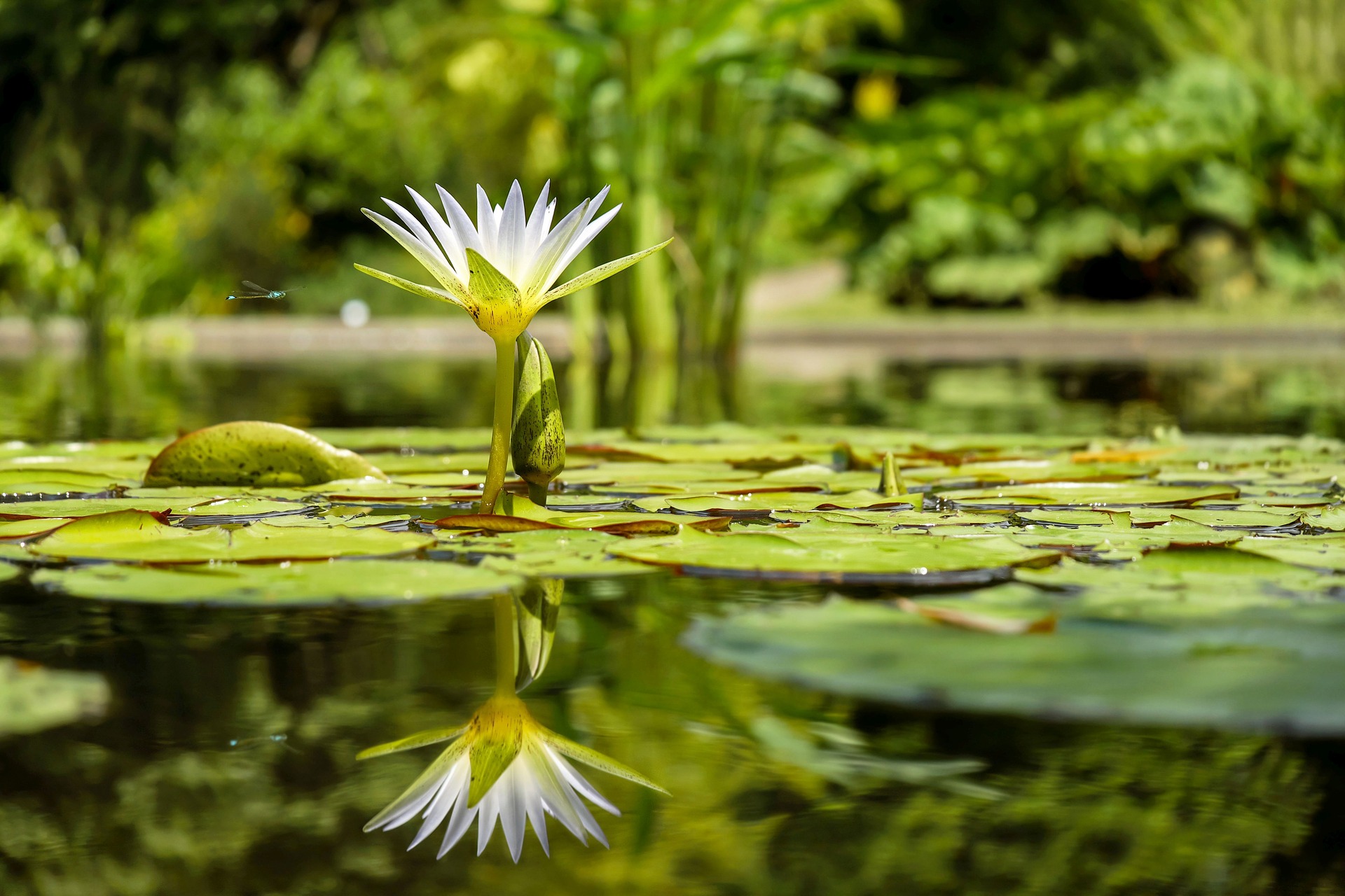 Cette fleur de lotus symbolise un épanouissement profond prenant racine à l'intérieur de votre être et qui se reflète à l'extérieur. Vous êtes serein, plein et épanoui, vous avez vaincu la dépendance affective.